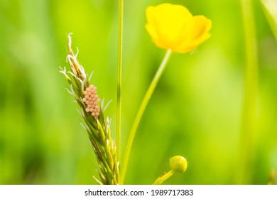 
Yellow Insect Eggs On The Grass