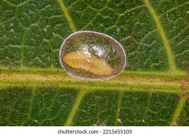 Yellow Insect Larva Inside A White Transparent Dome On A Green Leaf