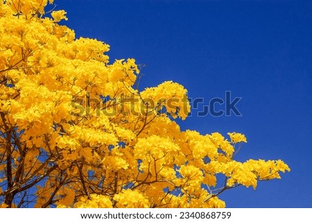 Yellow ipe tree (Tabebuia sp.) in bloom against a clear blue sky. Nice composition made possible thanks to the Brasilia winter weather, that is cold and dry.