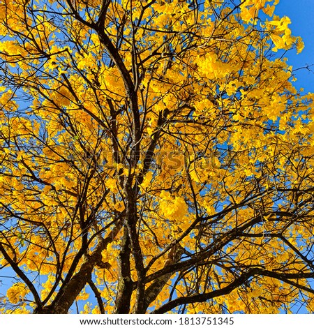 The yellow ipe-flower-of-cotton, is a species of tree of the genus Handroanthus. Sunny day on blue sky background.