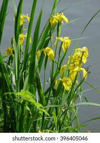 57 Strand iris Images, Stock Photos & Vectors | Shutterstock