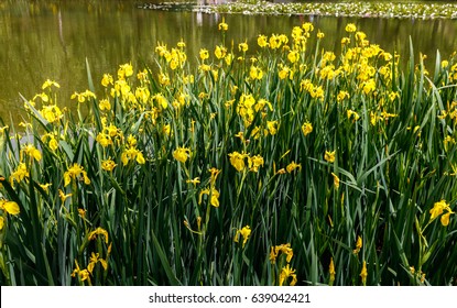 Yellow Iris