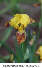 Yellow Iris