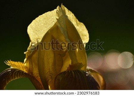 A yellow iris bokeh withe rain drops on it and the sunlight coming behind the flower crating a helo.