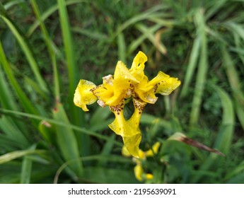 Yellow Iris Flower Close Up