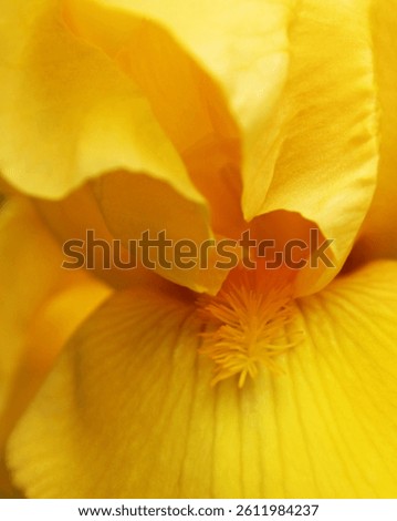 Yellow iris Flower close up