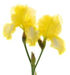 Yellow Iris Flower Isolated On A White Background.