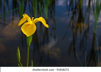 Yellow Iris Pseudacorus