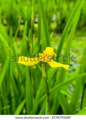 Similar – Image, Stock Photo Yellow Apostle Iris Flower Plant