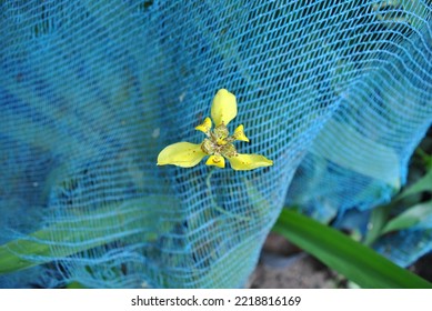 Yellow Iris The Zebra Plant