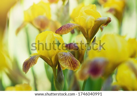 Yellow irises bloom in the garden in the sunlight. Greeting card with yellow flowers horizontal format.