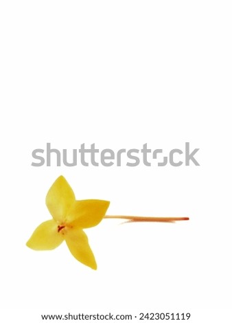 Yellow Ixora with isolated white background.  Close up image and some space for designers