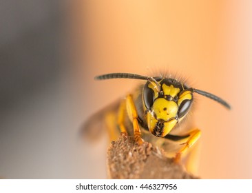 Yellow Jacket