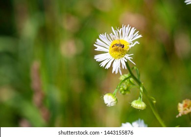 Yellow Jacket Bee Doing His/her Part In Pollinating Madison, Wisconsin Flowers.