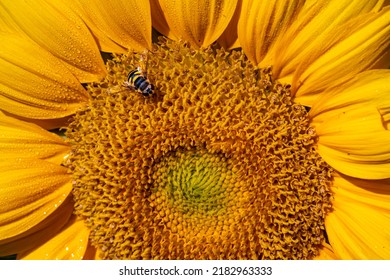 Yellow Jacket Bee Feasts On The Pollen Of A Bright Yellow Sunflo