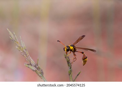 A Yellow Jacket Bee Is Making A Hive
Some Also Harvest Flower Nectar
Taken At Close Range