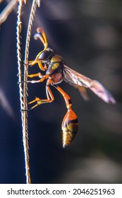 A Yellow Jacket Bee Is Making A Hive Some Also Harvest Flower Nectar
Taken At Close Range