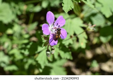 Yellow Jacket Bee On A Beautiful Purple Flower