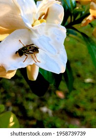 Yellow Jacket Bee Resting On A Flower 