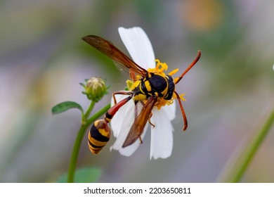 A Yellow Jacket Bee Sucks Honey From A Bush Flower