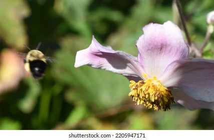 Yellow Jacket In Flight Near Flower