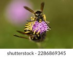 a yellow jacket on a thistle in the summer