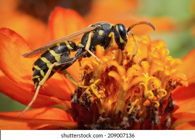 Yellow Jacket (Wasp) /  Wasp is collecting pollen and nectar from flowers. - Powered by Shutterstock