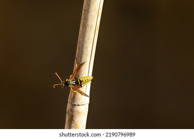 A Yellow Jacket Wasp On A Bamboo Stick