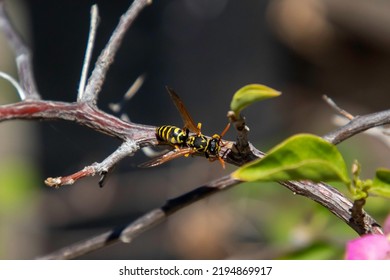 A Yellow Jacket Wasp On A Bush Branch In A Garden