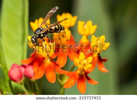 Yellow jacket or yellowjacket is the common name in North America for predatory wasps of the genera Vespula and Dolichovespula