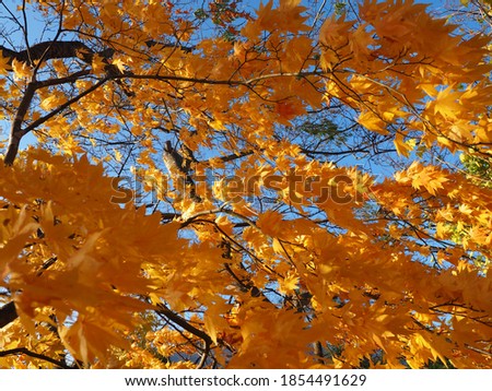 Yellow Japanese maple leaves or normal call momiji with shiny blue sky background in autumn. Colorful a collection of fall foliage. Action of leafs in windy day. Uncommon yellow maple leaf.