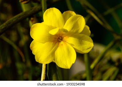 Yellow Jasmine Flower, Jasminum Mesnyi