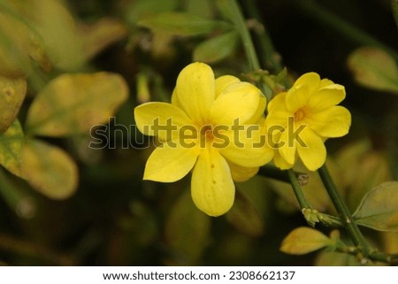 Yellow Jasmine - Gelsemium sempervirens is a twining vine with a beautiful yellow flower
