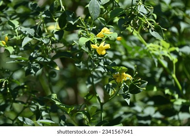 Yellow jasmine ( Jasminum humile ) flowers. Oleaceae evergreen shrub native to the Himalayas. Funnel-shaped yellow flowers bloom from May to July. - Shutterstock ID 2341567641