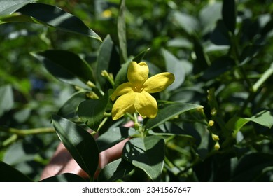 Yellow jasmine ( Jasminum humile ) flowers. Oleaceae evergreen shrub native to the Himalayas. Funnel-shaped yellow flowers bloom from May to July. - Shutterstock ID 2341567647