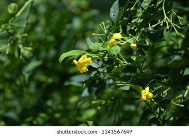 Yellow jasmine ( Jasminum humile ) flowers. Oleaceae evergreen shrub native to the Himalayas. Funnel-shaped yellow flowers bloom from May to July. - Shutterstock ID 2341567649