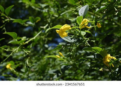 Yellow jasmine ( Jasminum humile ) flowers. Oleaceae evergreen shrub native to the Himalayas. Funnel-shaped yellow flowers bloom from May to July. - Shutterstock ID 2341567651