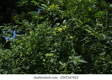 Yellow jasmine ( Jasminum humile ) flowers. Oleaceae evergreen shrub native to the Himalayas. Funnel-shaped yellow flowers bloom from May to July. - Shutterstock ID 2341567653