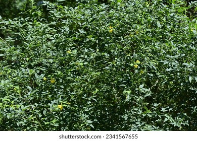 Yellow jasmine ( Jasminum humile ) flowers. Oleaceae evergreen shrub native to the Himalayas. Funnel-shaped yellow flowers bloom from May to July. - Shutterstock ID 2341567655