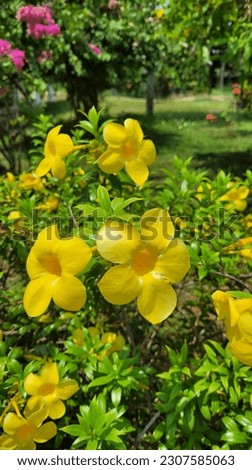 Yellow Jessamine Gelsemium sempervirens flower