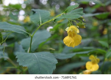 Yellow Jewel Weed Flower Close Up 