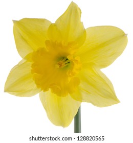 Yellow Jonquil Flower Isolated On White Stock Photo 128820565 ...