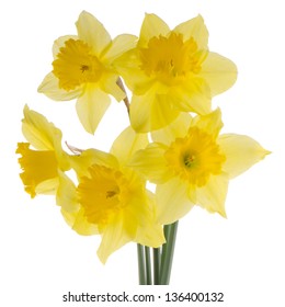 41,266 A bouquet of daffodils on a white background Images, Stock ...