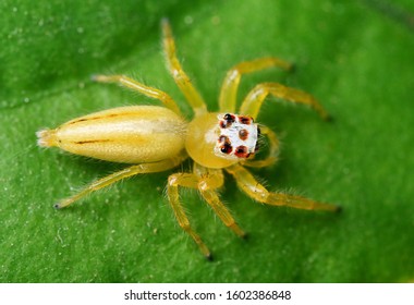 White Spiderm On A Black Backround Stock Photos Images