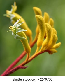 Yellow Kangaroo Paw (Australian Wildflower - Anigozanthos pulcherrimus)