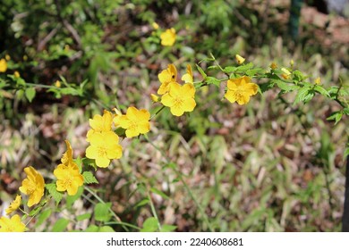 Yellow Kerria japonica flowers in the park - Shutterstock ID 2240608681