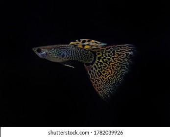 260 Yellow Tail King Fish Images, Stock Photos & Vectors | Shutterstock