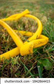 A Yellow Kinked Garden Hose.