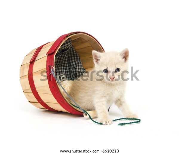 17 Chat Betise Images Stock Photos Vectors Shutterstock