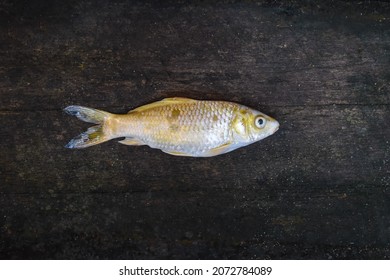 Yellow Koi Fish Died Due To Poor Water Quality I.e. Ammonia Poisoning.